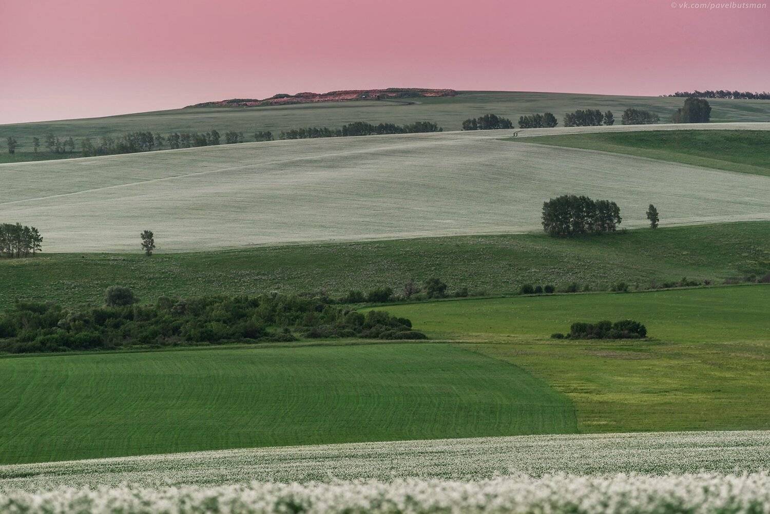 Алтай, пейзаж, вечер, поле, цветы, закат, Павел Силиненко