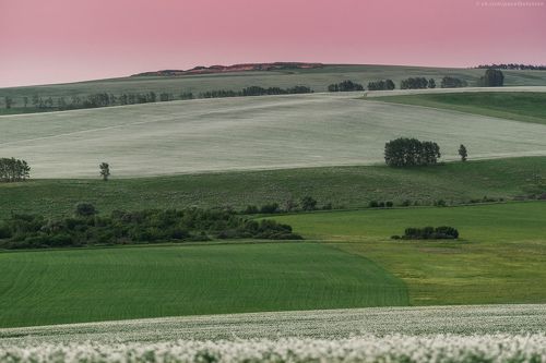 В гречишных полях