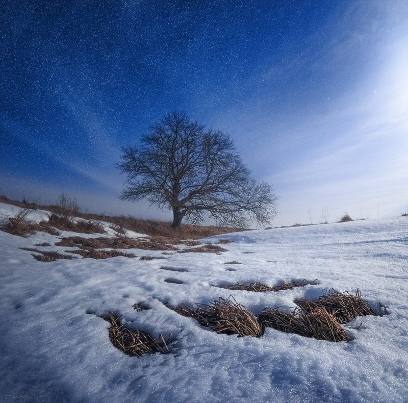 Лунная соната для одинокого дерева. фото превью