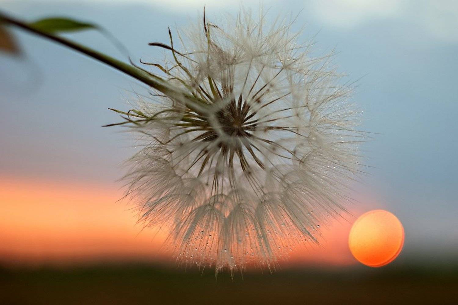 , Марина Соколова