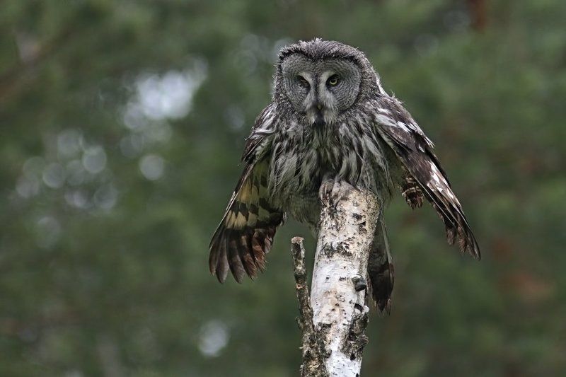 борадатая, неясыть, сова Про мокрую сову фото превью