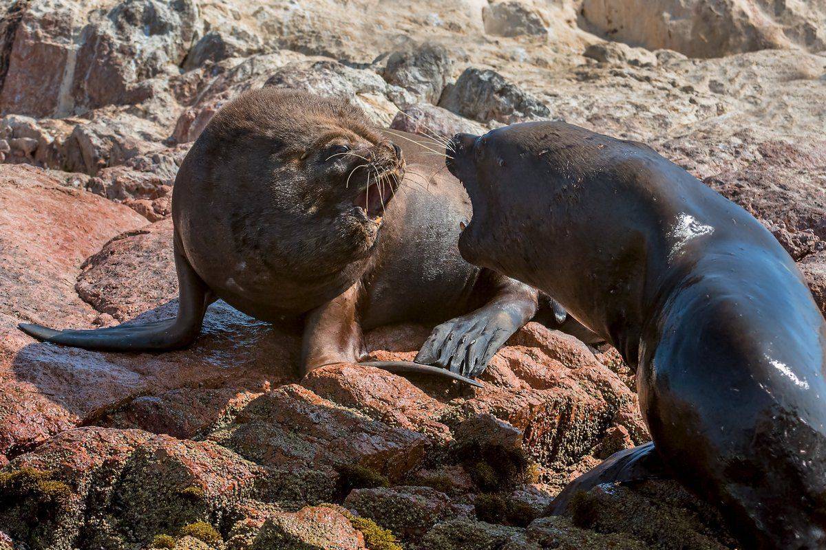 ори, Александр Маркелов