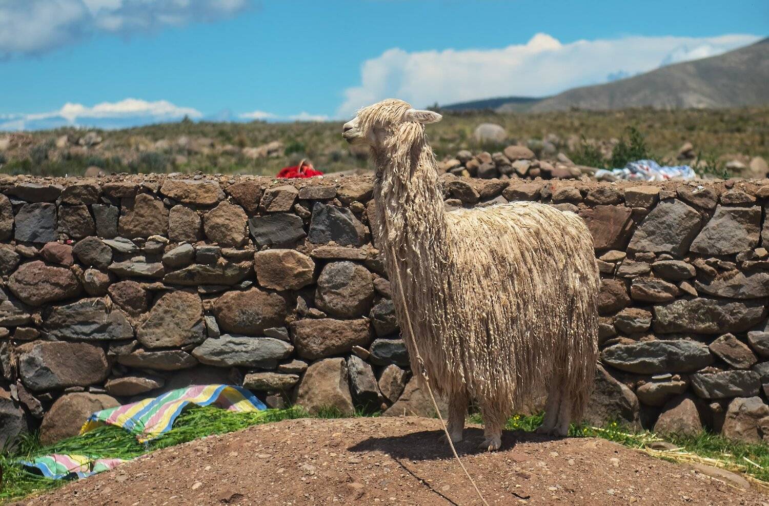 лама, Александр Маркелов