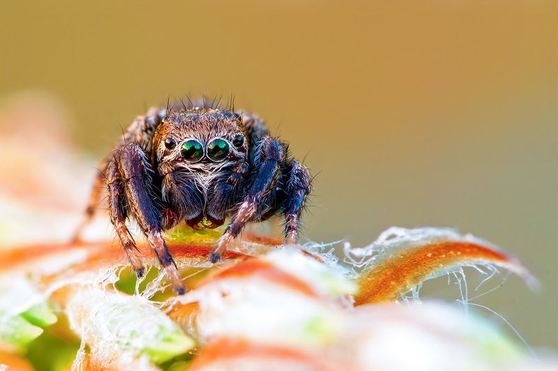 глаза, паук, мохнатый Эти глаза напротив... фото превью