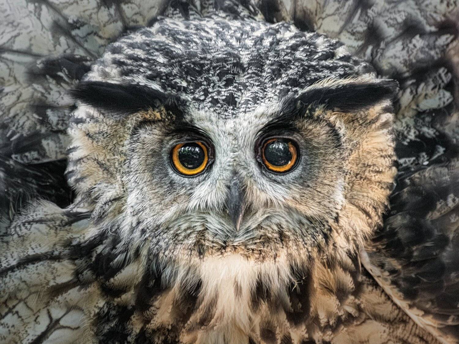 новосибирск, , , , зоопарк, Андрей Поляков