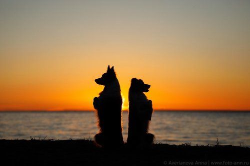 Серия о двух мраморных бордер колли