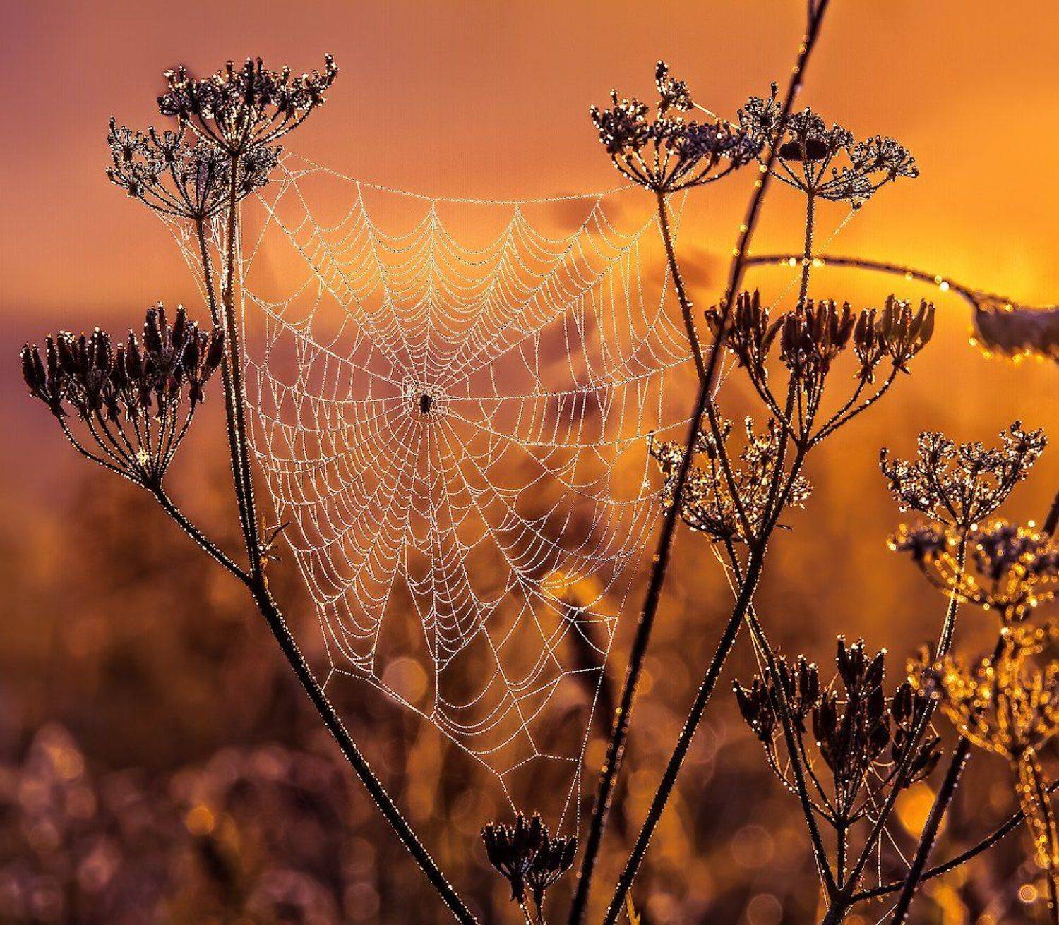 серебро, да, злато, Игорь Шиленок