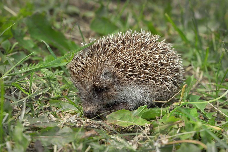 ЙожиГ фото превью