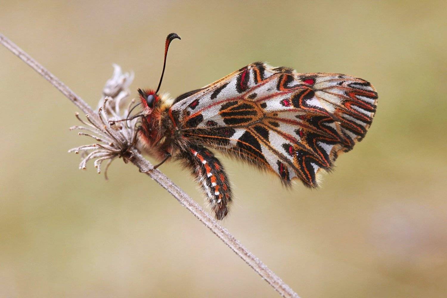 поликсена,  zerynthia polyxena, парусник, бабочка, Леонид