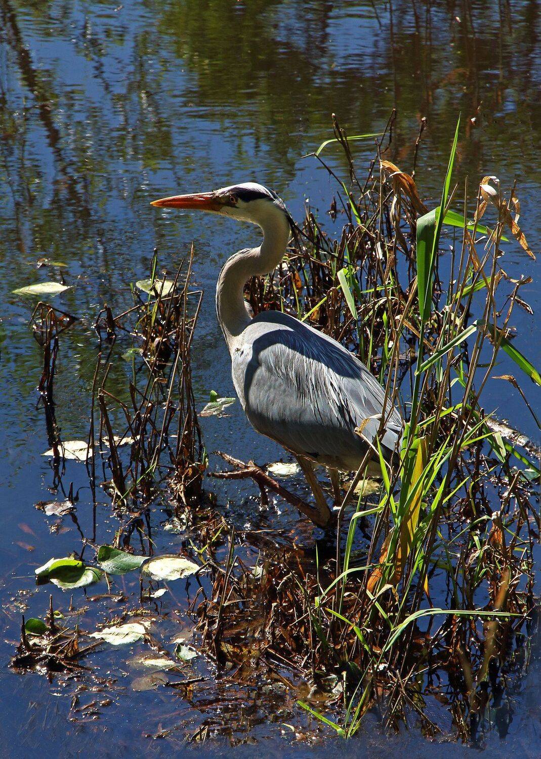 река цапля, Марина Кулакова