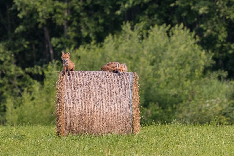 Lapsa ar lapsenu фото превью