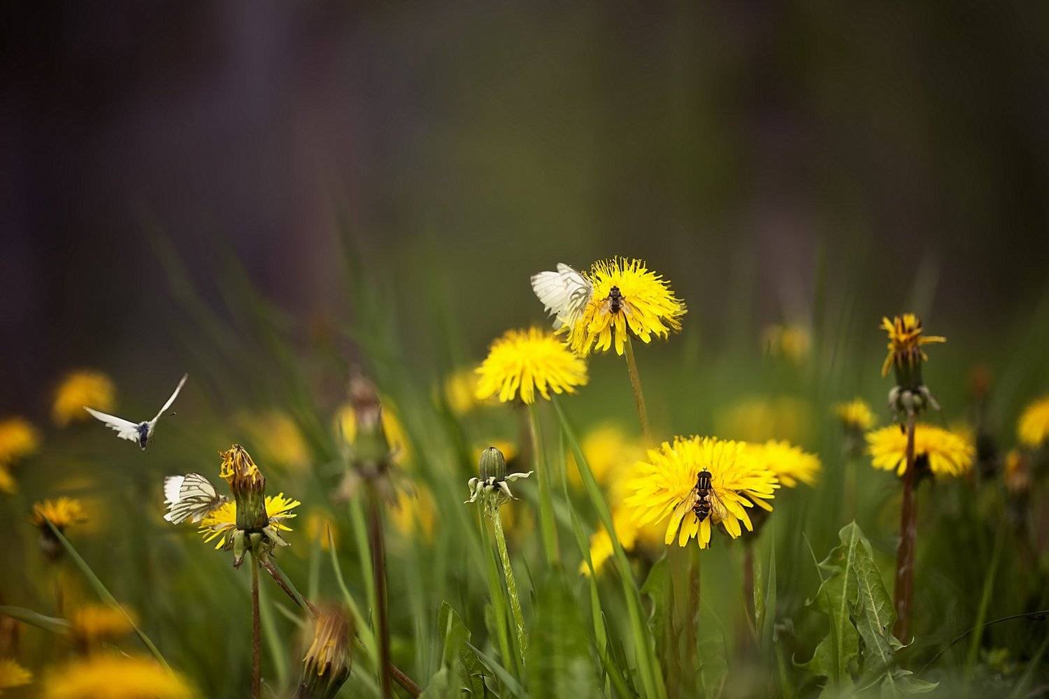 ..лето, Галина  Юняева