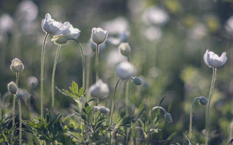 в гостях у нежности... фото превью