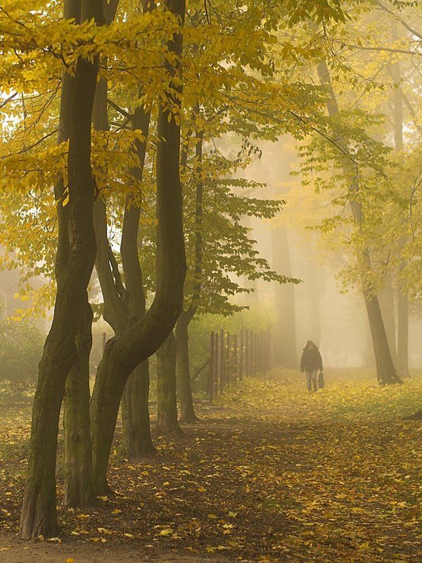 w miejskim parku фото превью