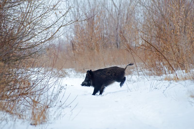 Хортица, Дикий кабан  фото превью