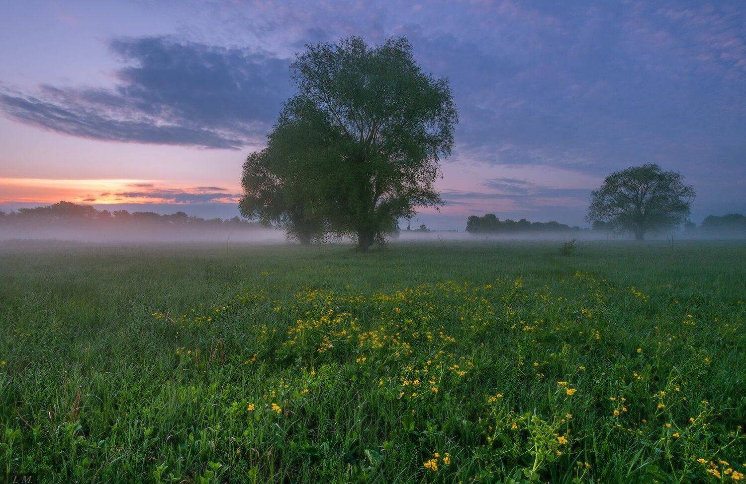 рассвет, утро, весна, луг, травы, дерево, туман, morning, fog, spring, sunrise, I'M