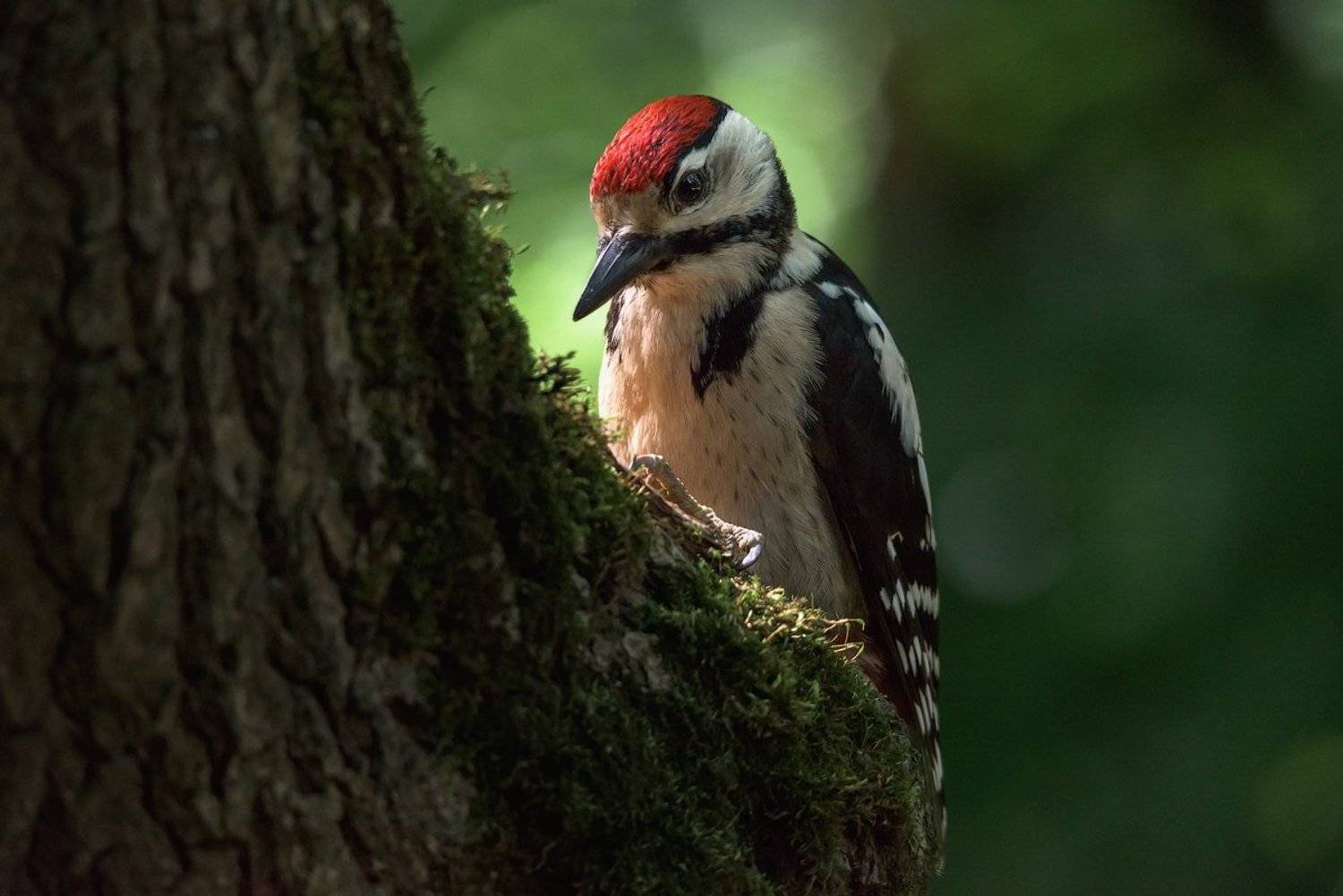 дятел,, Игорь Зубков