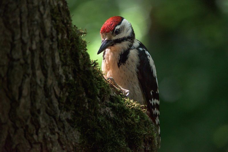 дятел, Молодой большой пёстрый дятел фото превью