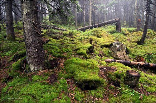 Таинственный лес