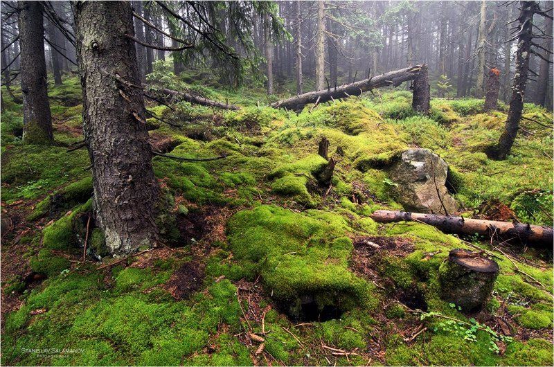 лес, горы, мох, дымка, туман, г. хомяк, карпаты Таинственный лес фото превью