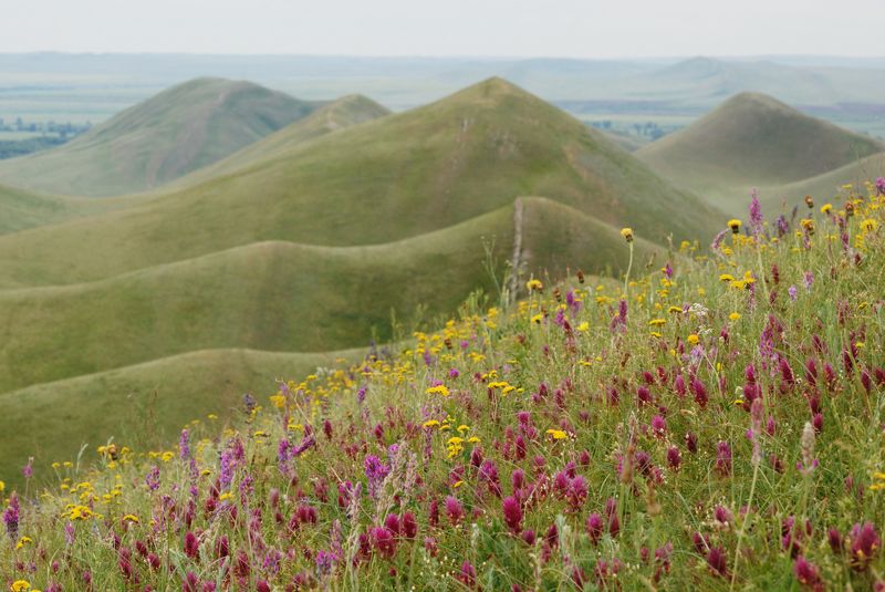 горы долгие Цветущие степи фото превью