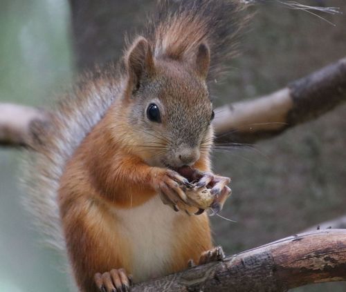 Бельчонок Масява