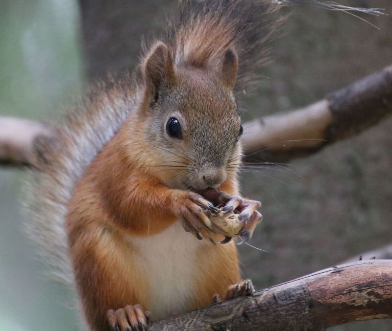звери, белки Бельчонок Масява фото превью