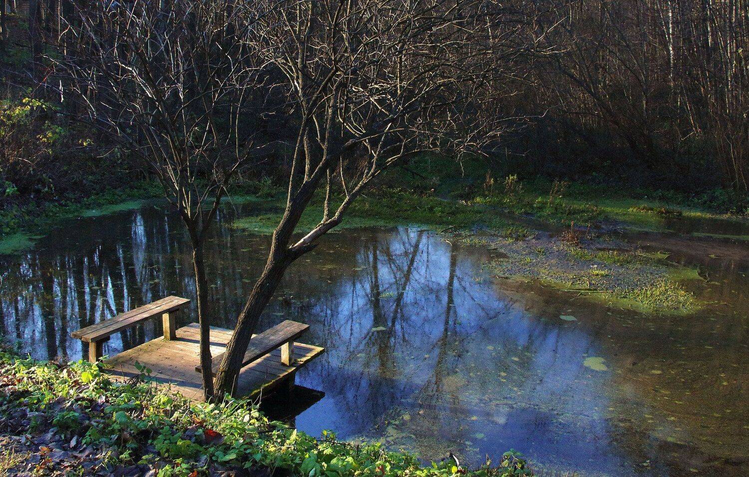 пруд мостки дерево осень, Марина Кулакова