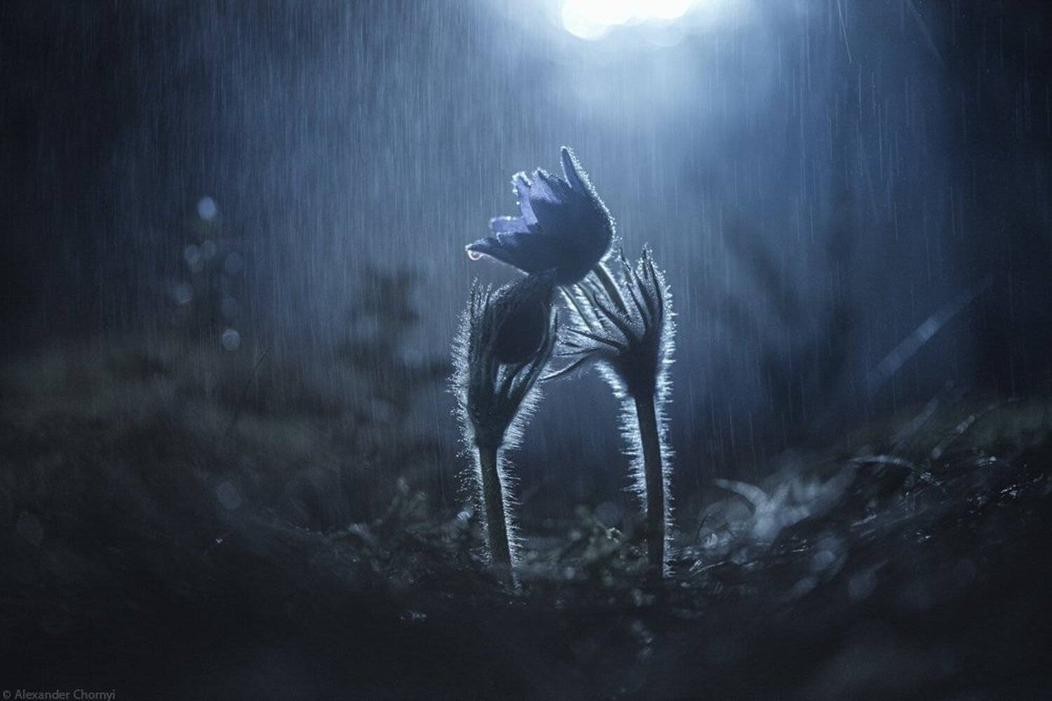 макро, макро красота, макро мир, макро истории, природа, украина, коростышев, сон-трава, лес, мох, весна, любовь, закат, ночь, дождь, романтика,  фотограф, чорный, blacksasha, oleksandr chornyi,, Александр Чорный