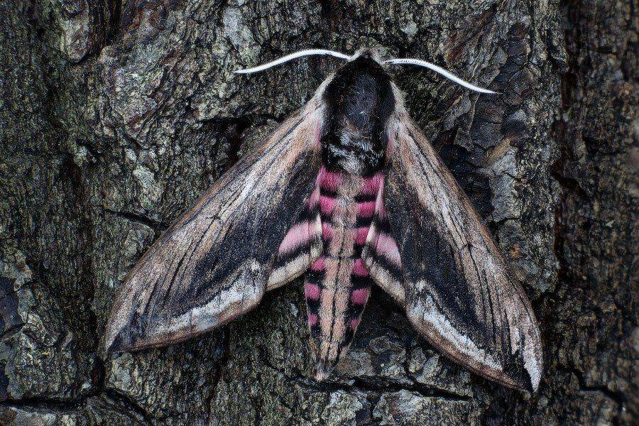 бражник сиреневый бабочка лето, Петриченко Валерий