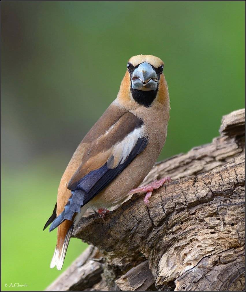 птица,дубонос, Александр Чувилин