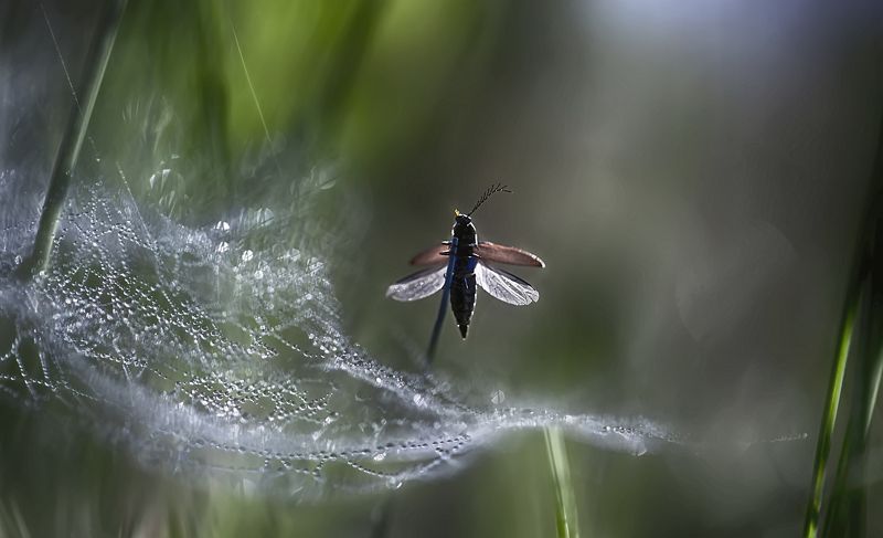 ..лето ..лететь.. фото превью