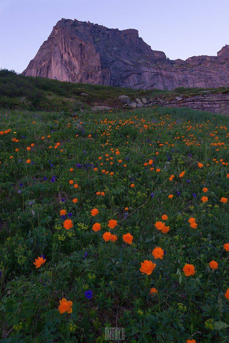 ергаки, пейзаж, горы, цветы, закат, россия,, Дмитрий Доронин