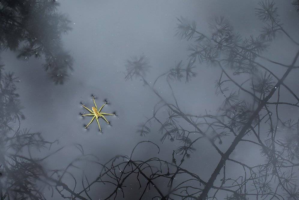 , Иваненко Светлана