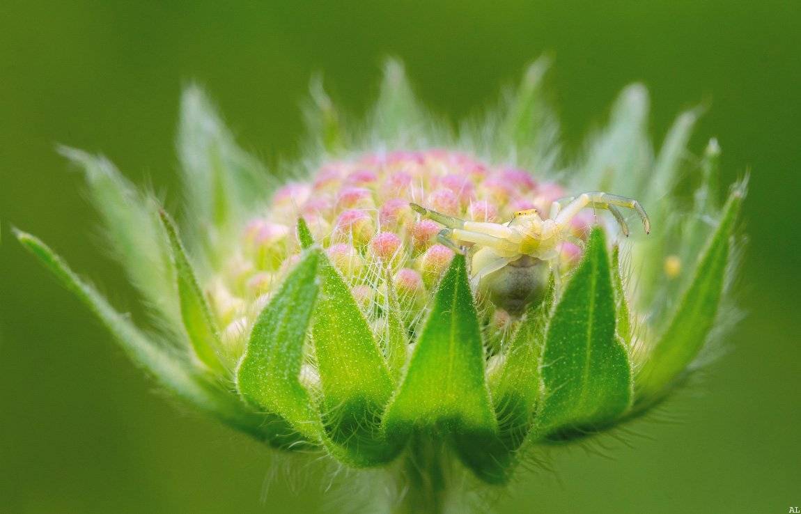 , Алексей Лобанов