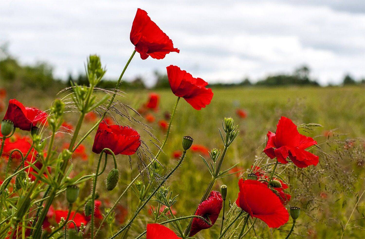 poppy,red,flowers,summer,fields, Daiva Cirtautė