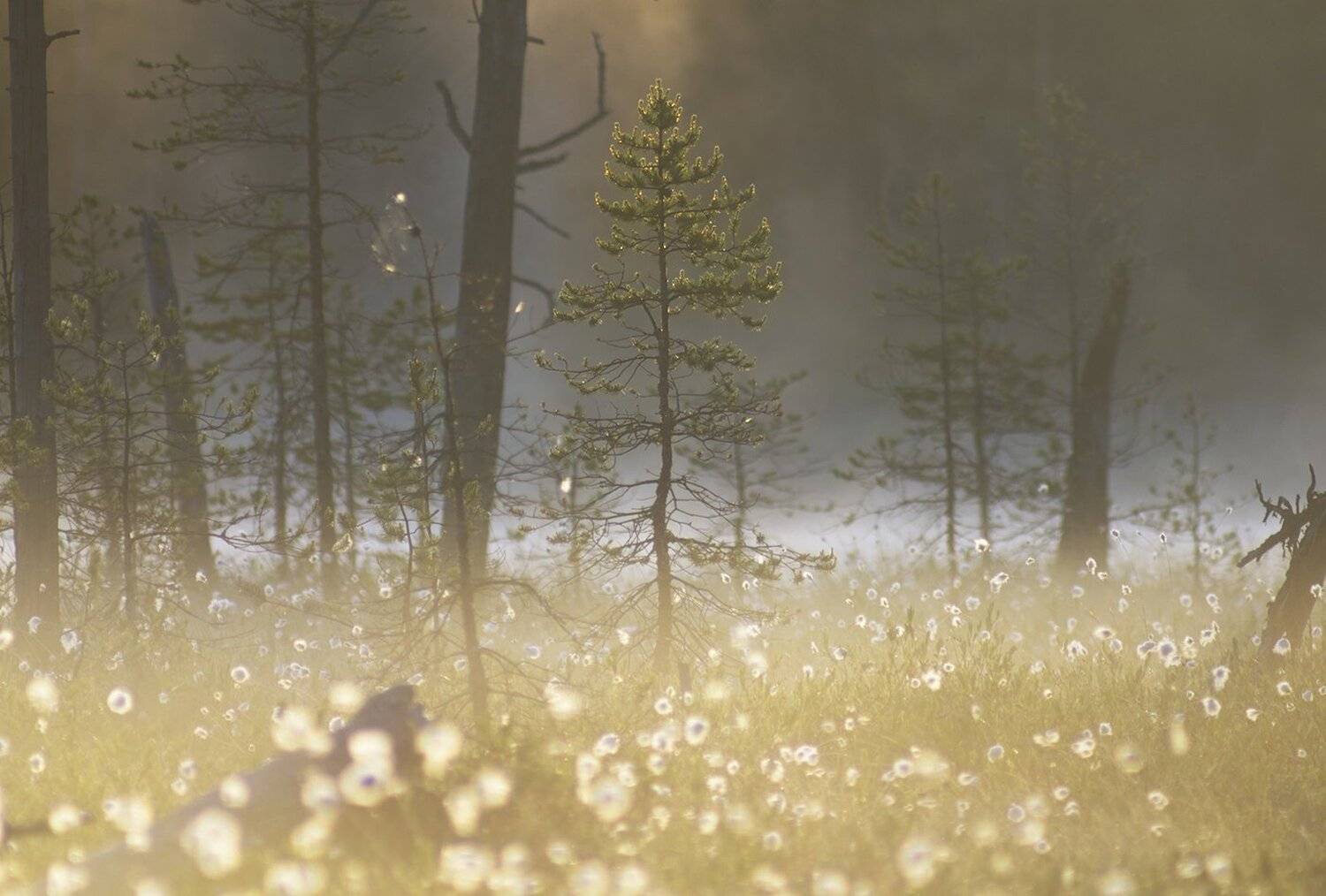 карелия, Виктор