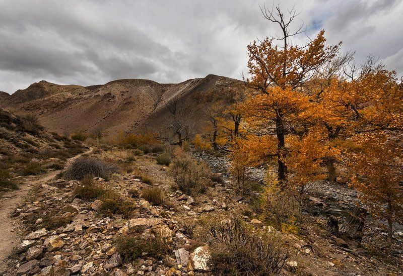 Осени янтарь фото превью