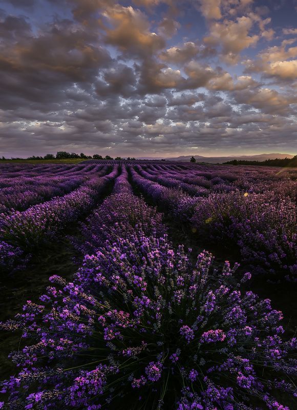 sunset, lavender,flowers,nature,clouds,outdoor,landscape,purple Lavender sunset фото превью