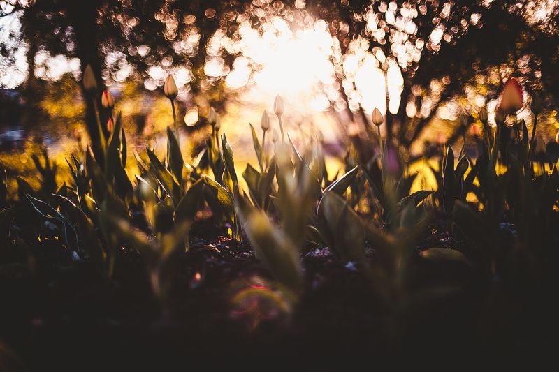 тюльпаны, макро, цветы, зелень, природа Тюльпаны фото превью