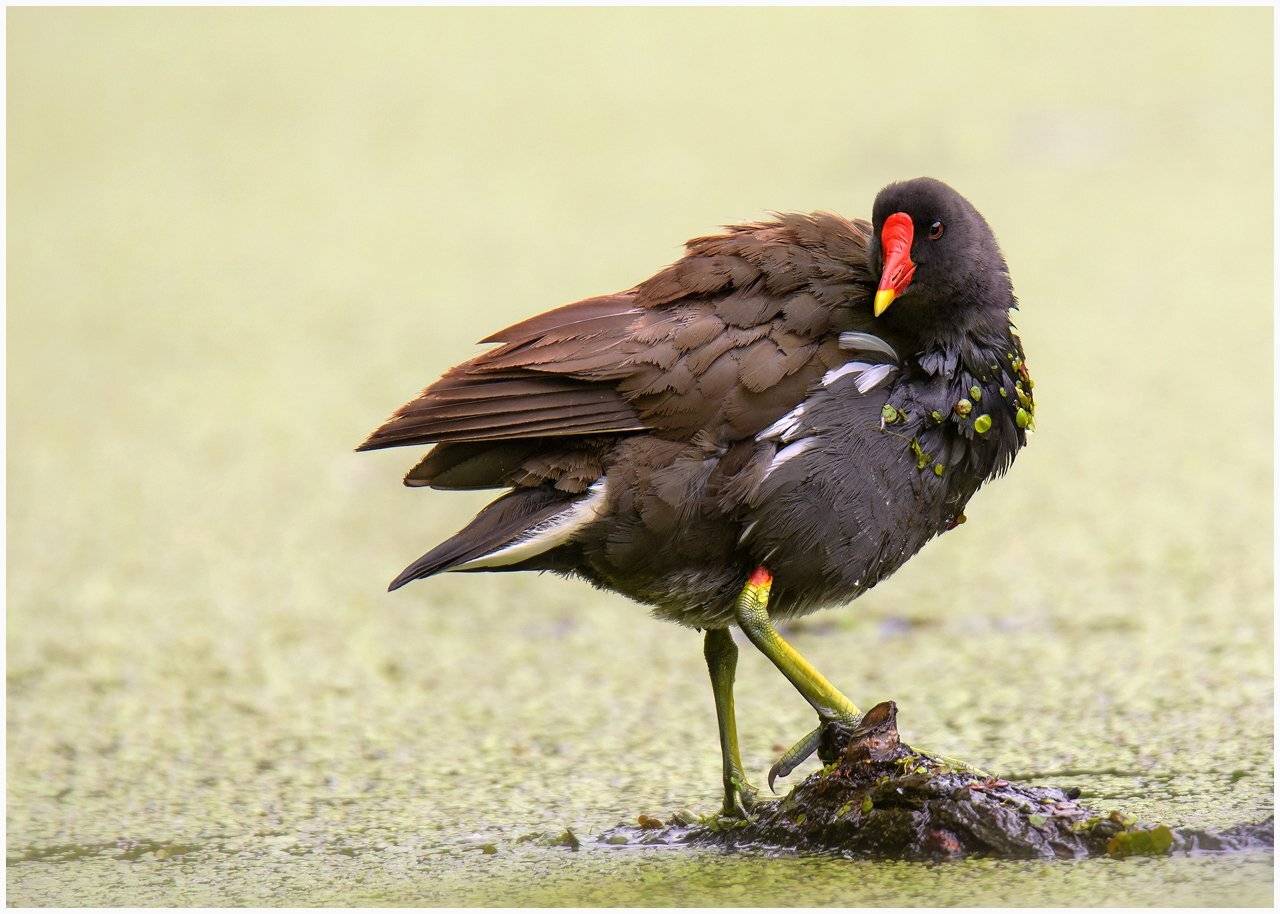 , Валерий Субачев