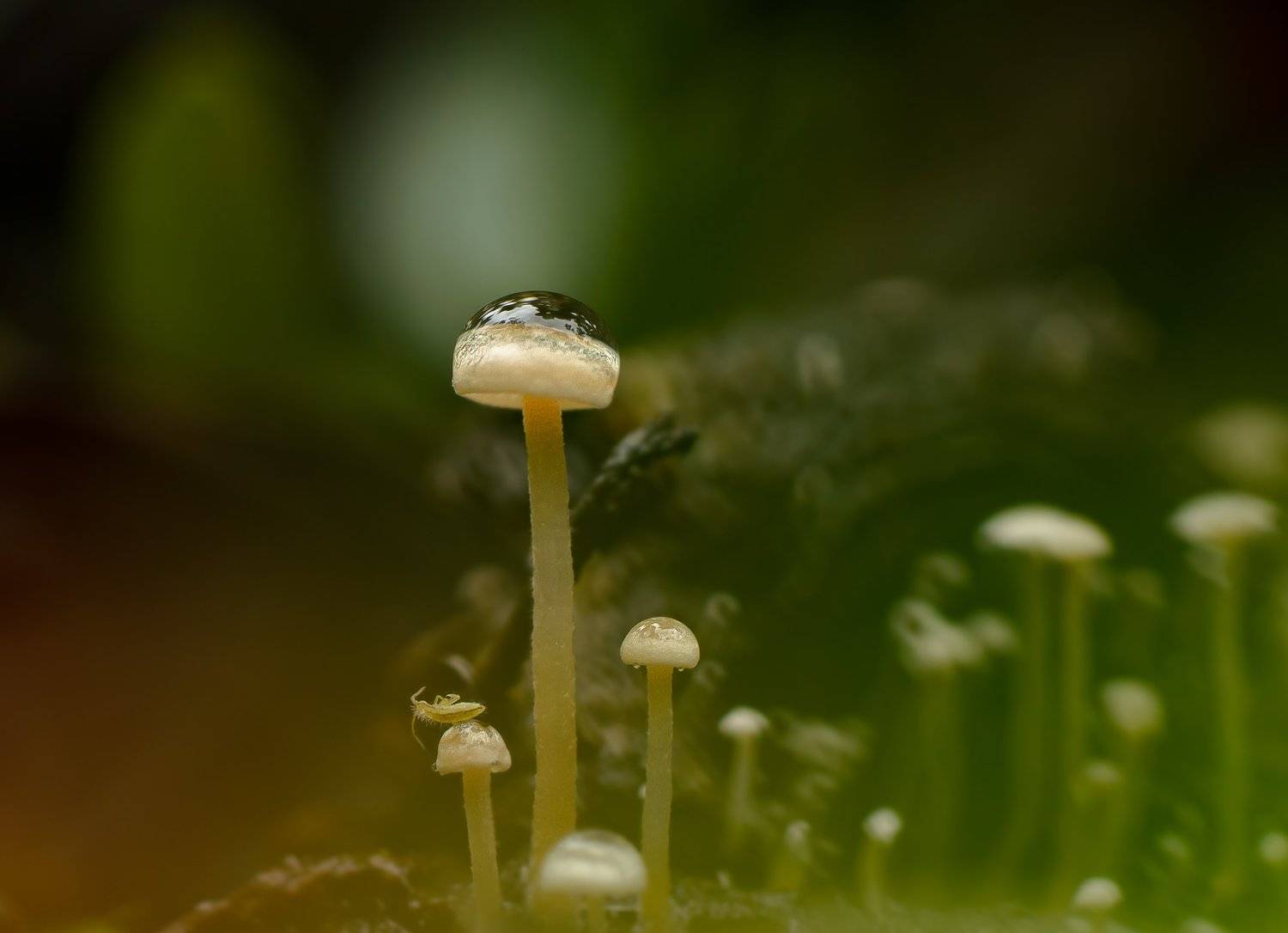 коллембола, ногохвостка, лес, грибы, грибочки, микро, момент, Ксения Соварцева