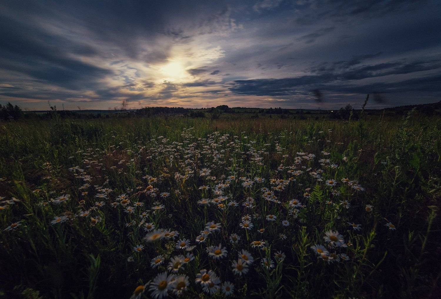 ромашки, samyang, moon, moonlight, луна, Артемий Тузов