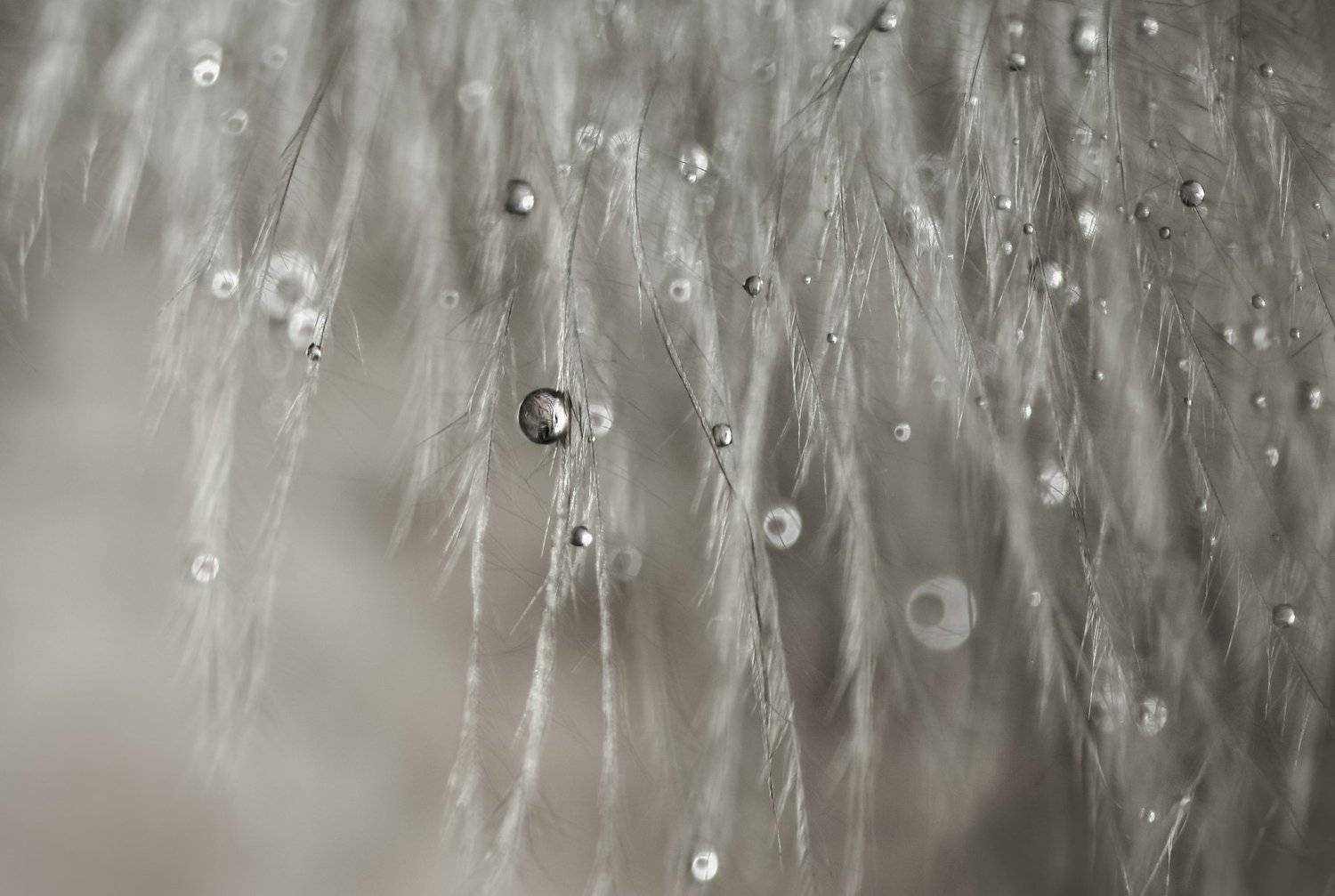 , Ивелина Благоева