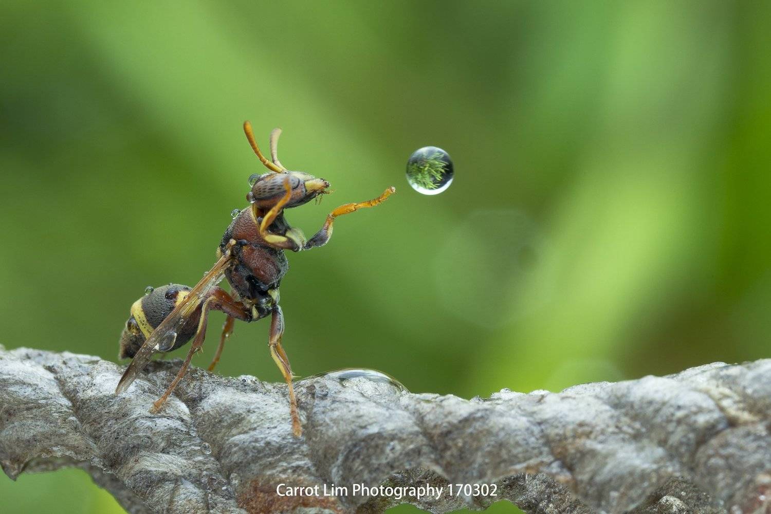 #macro#wasp#waterbubble#reflection#colors, Choo How Lim