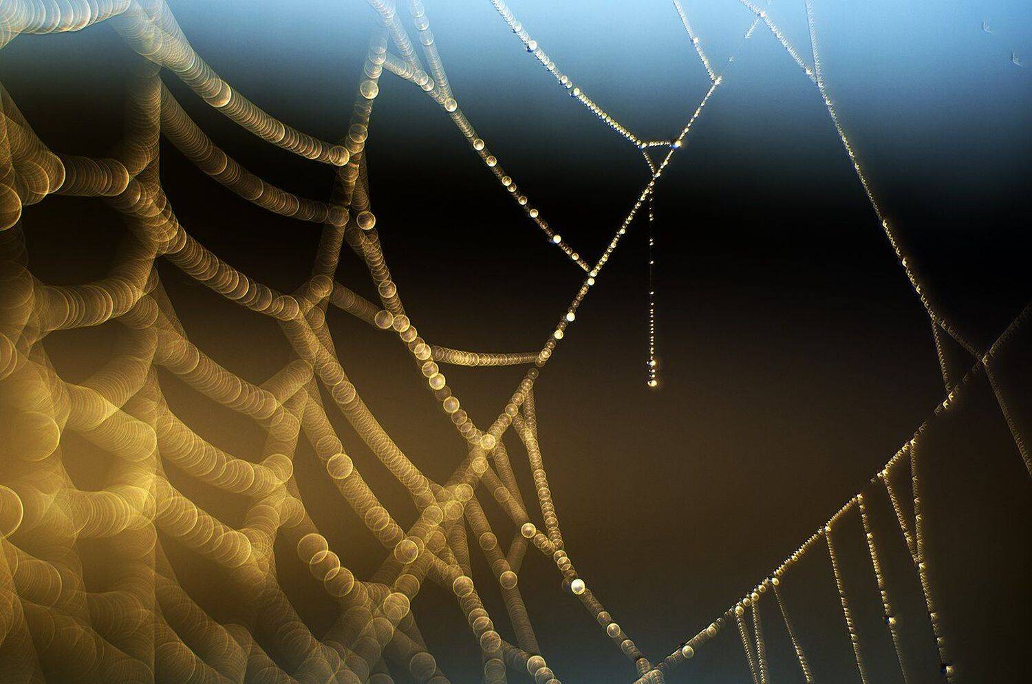 паутина, Виктор