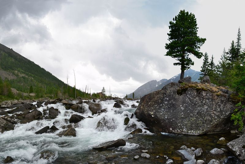 Мультинские озёра, Мульта, Алтай Дерево между Озер фото превью