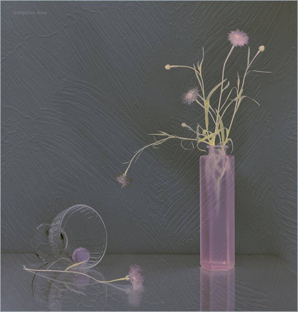 , Шипунова Ирина