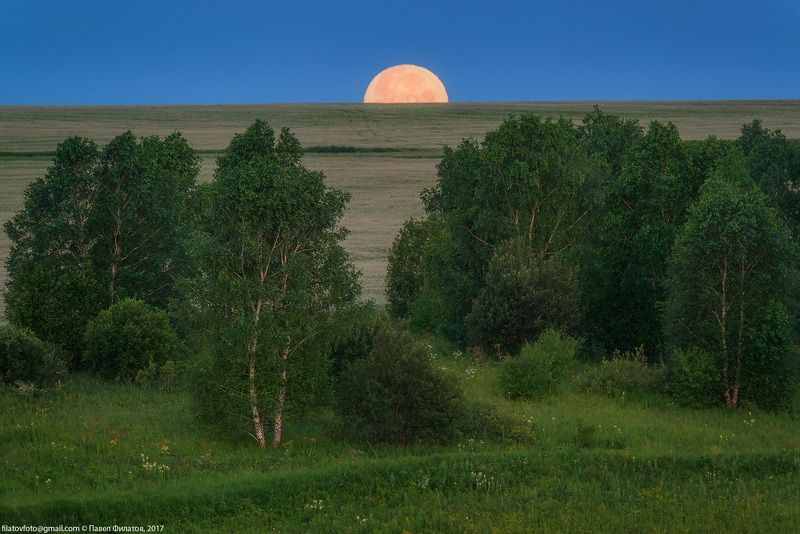 Тонущая в поле гречихи фото превью