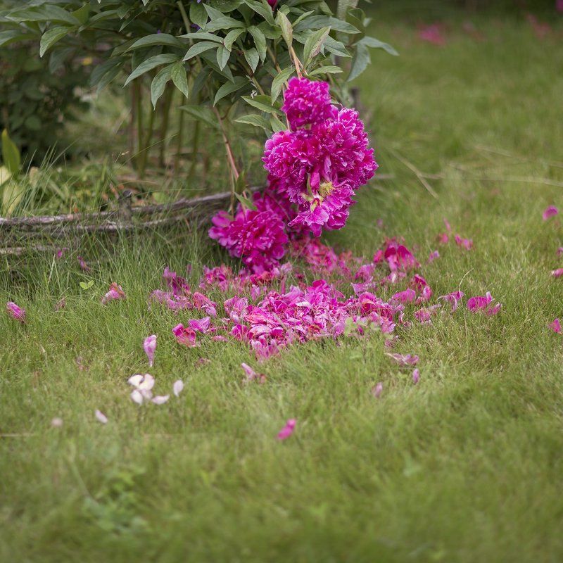 пионы Пионопад фото превью